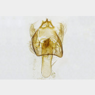 02 Fomoria septembrella m v3