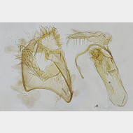 Fomoria septembrella m 1