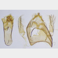 Fomoria septembrella m v2