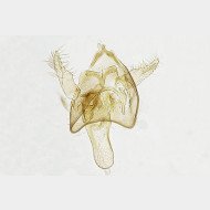 Fomoria septembrella m2