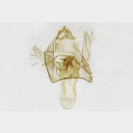 Fomoria septembrella m3