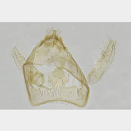 z Fomoria septembrella m