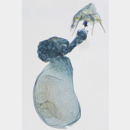 05 Stigmella hemargyrella w