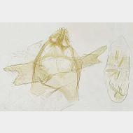 02 Stigmella obliquella m