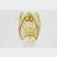 03 Stigmella obliquella m