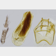 01 Stigmella ruficapitella m