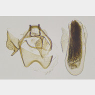 Stigmella ruficapitella m