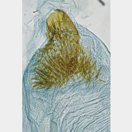 00 Stigmella ruficapitella w signum