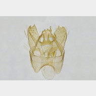 01 Stigmella salicis m