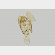02 Stigmella salicis m
