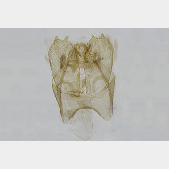 03 Stigmella salicis m