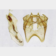 01 Stigmella samiatella m