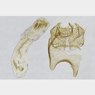 02 Stigmella samiatella m4