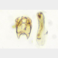 Stigmella samiatella m2