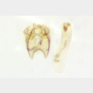 Stigmella samiatella m