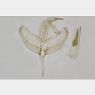 01 Batia internella m4