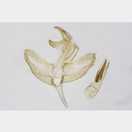 02 Batia lunaris m