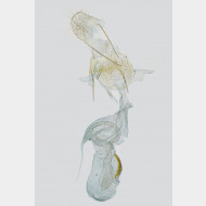01 Deuterogonia pudorina w