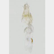 02 Deuterogonia pudorina w