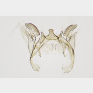 Pseudopostega crepusculella m