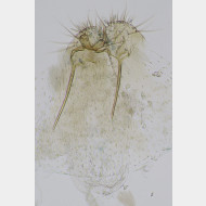 01 Pseudopostega crepusculella w ostium