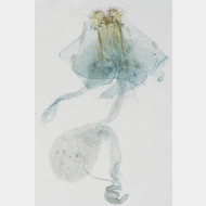 02 Pseudopostega crepusculella w