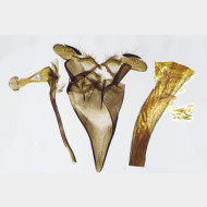 Lampronia rupella m