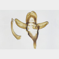 Bijugis bombycella m