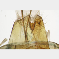 03 Scythris hungaricella w ostium