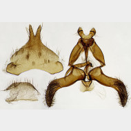 01 Scythris obscurella m
