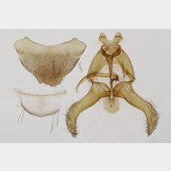 Scythris obscurella m3
