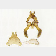 00 Scythris obscurella m