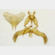 Scythris obscurella m