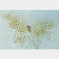 05 Alcis deversata w signum