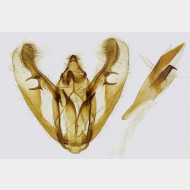 01 Alcis repandata m