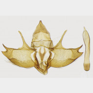 Alsophila aescularia m