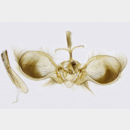 01 Anticollix sparsata m