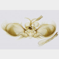 02 Anticollix sparsata m
