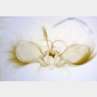 Anticollix sparsata m