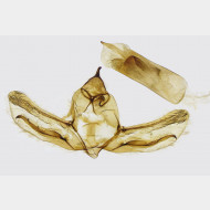 01 Ascotis selenaria m