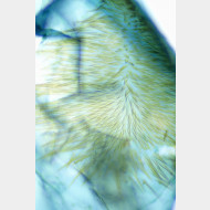 03 Asthena albulata w signum