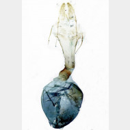 02 Asthena albulata w