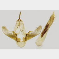 01 Cabera exanthemata m