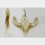 03 Cabera exanthemata m