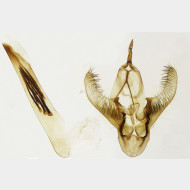 04 Cabera exanthemata m