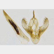 Cabera exanthemata m v2