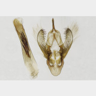 Cabera exanthemata m