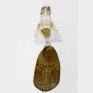 01 Cabera pusaria w