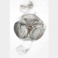 Camptogramma bilineata w