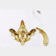 01 Camptogramma scripturata m